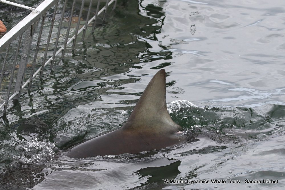 bronze whaler shark, whale watching, gansbaai, south africa,