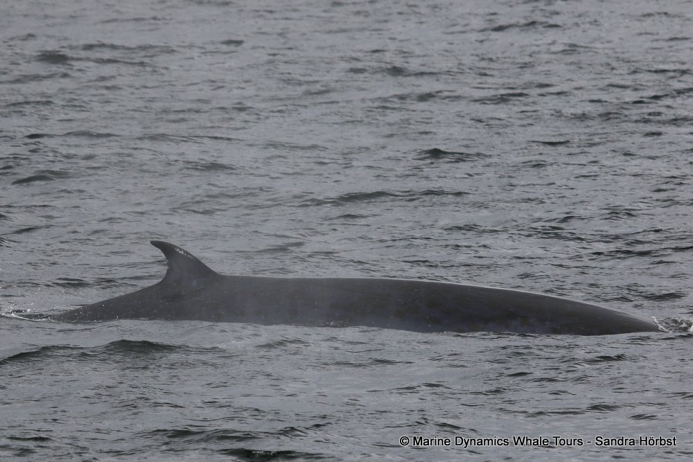 bryde's whale, whale watching, gansbaai, south africa,