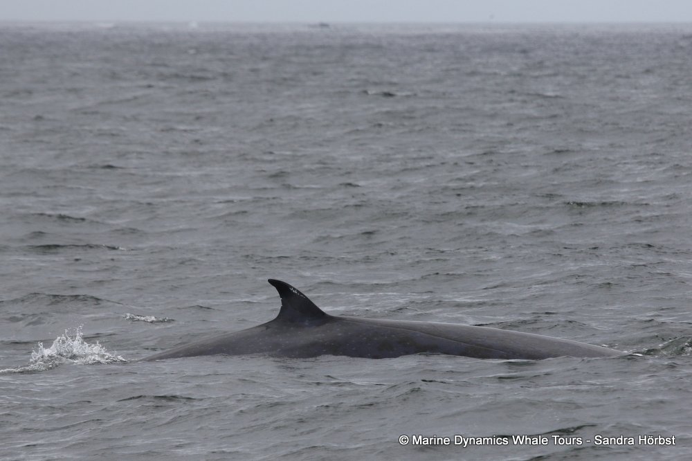 bryde's whale, whale watching, gansbaai, south africa,