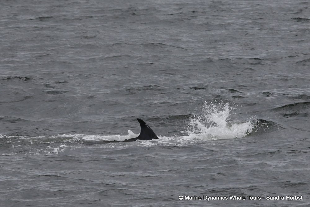 bryde's whale, whale watching, gansbaai, south africa,
