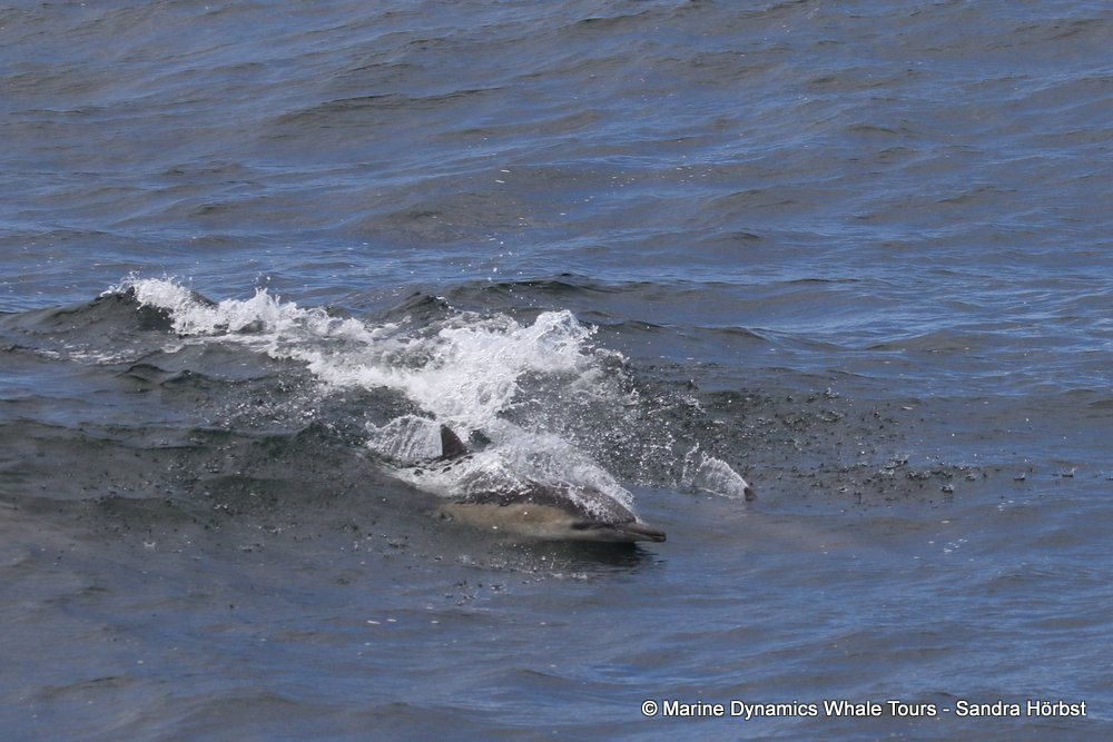 common dolphin, whale watching, gansbaai, south africa