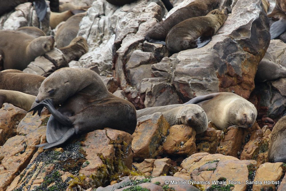 cape fur seal, whale watching, gansbaai, south africa
