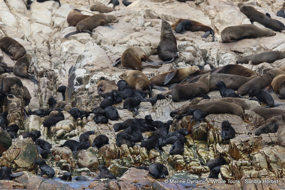 cape fur seal, whale watching, gansbaai, south africa