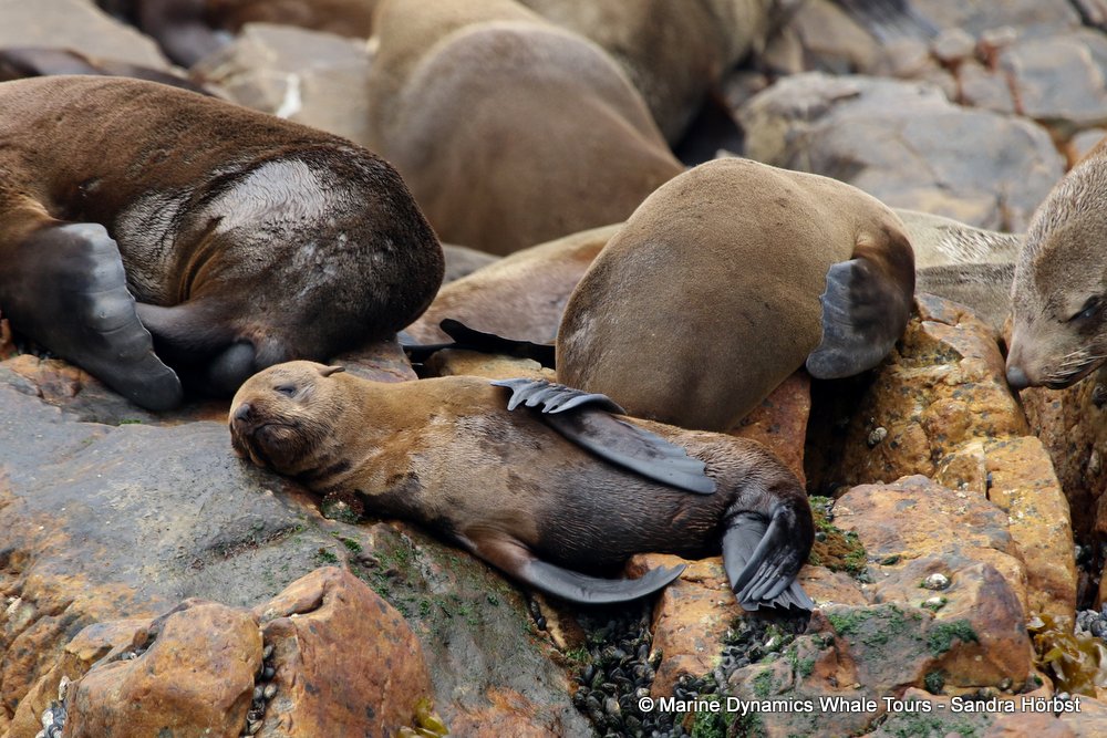 cape fur seal, whale watching, gansbaai, south africa