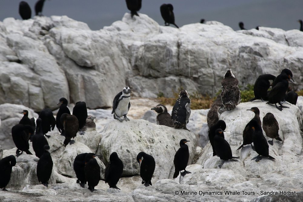penguins, whale watching, gansbaai, south africa,