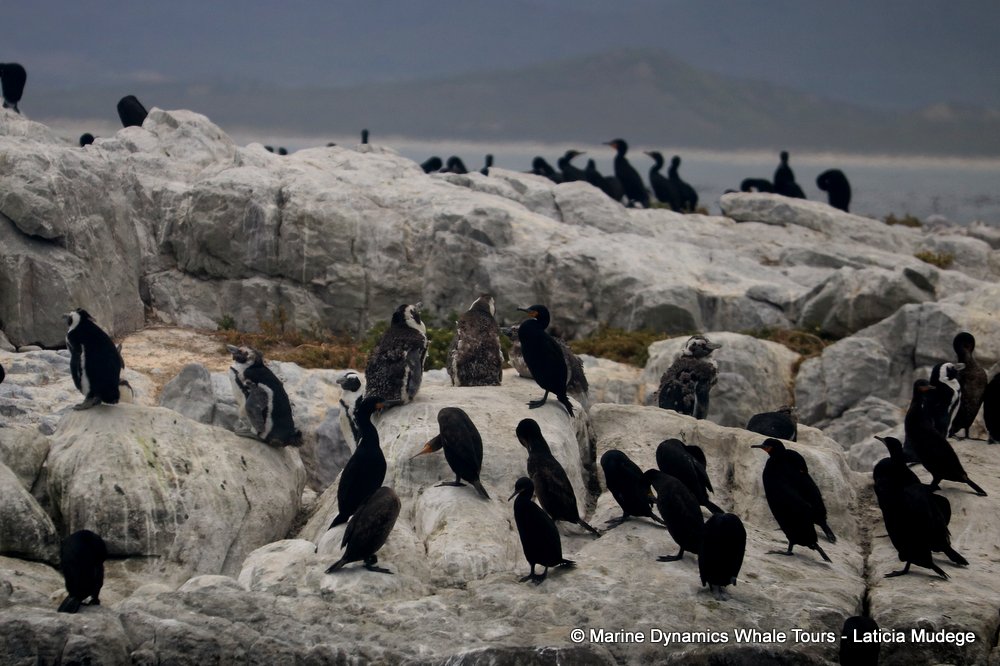 african penguin, whale watching, gansbaai, south africa