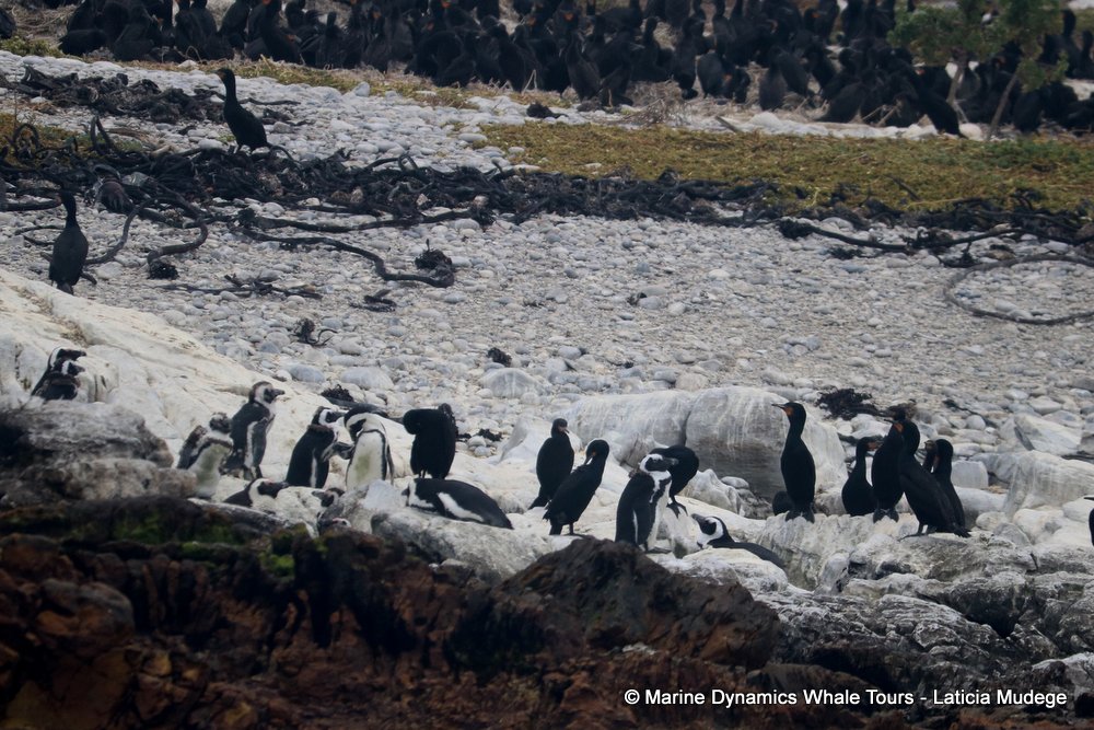 african penguin, whale watching, gansbaai, south africa
