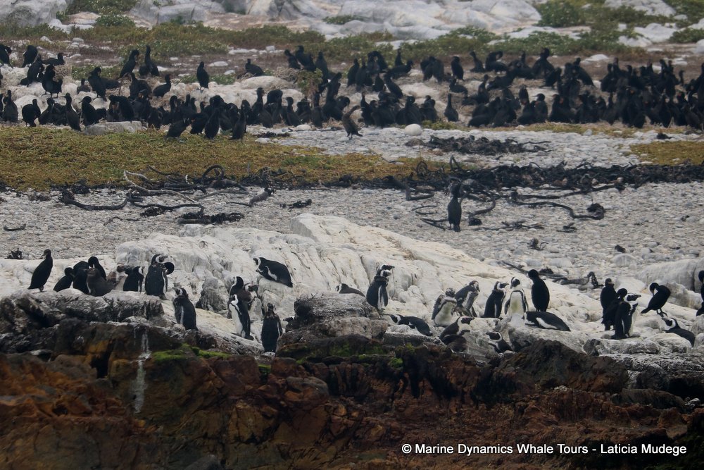 african penguin, whale watching, gansbaai, south africa