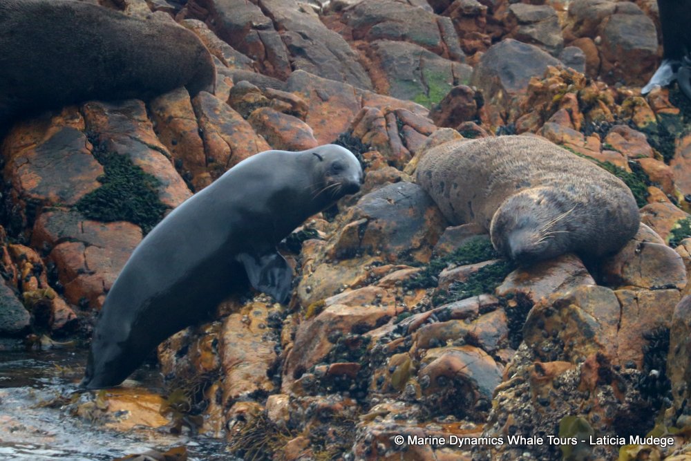 cape fur seal, whale watching, gansbaai, south africa