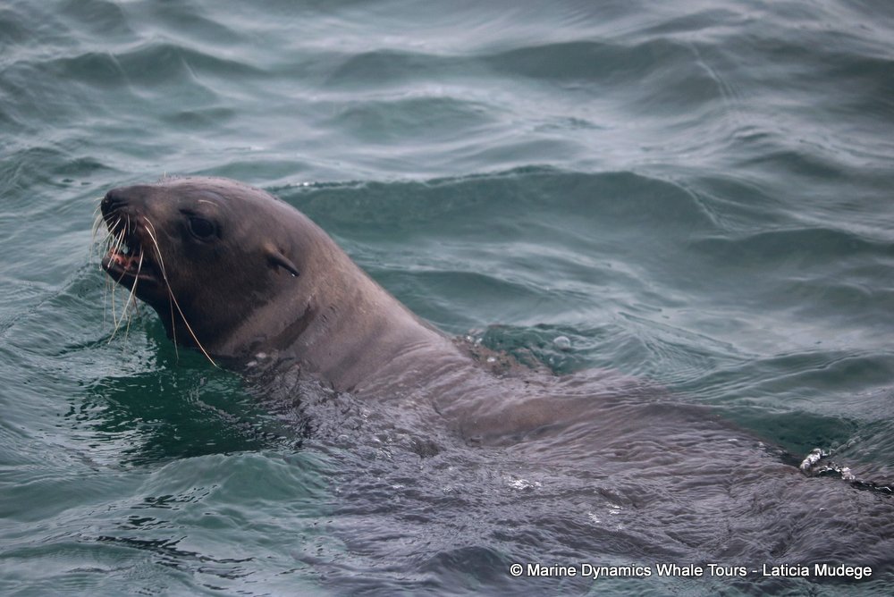cape fur seal, whale watching, gansbaai, south africa