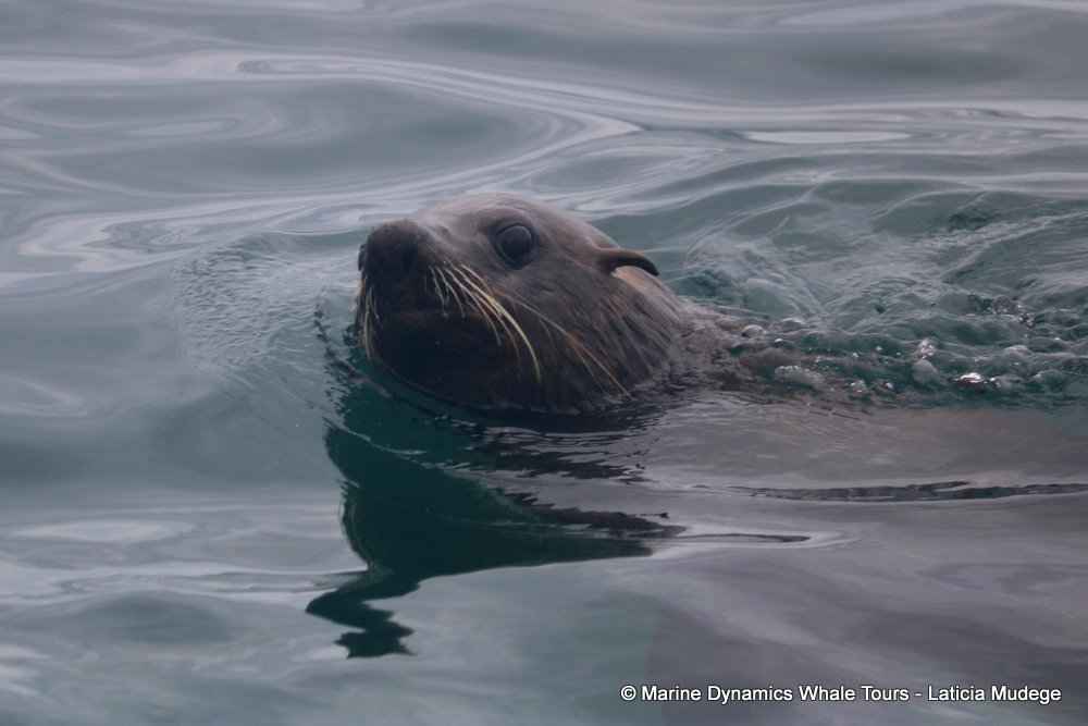 cape fur seal, whale watching, gansbaai, south africa
