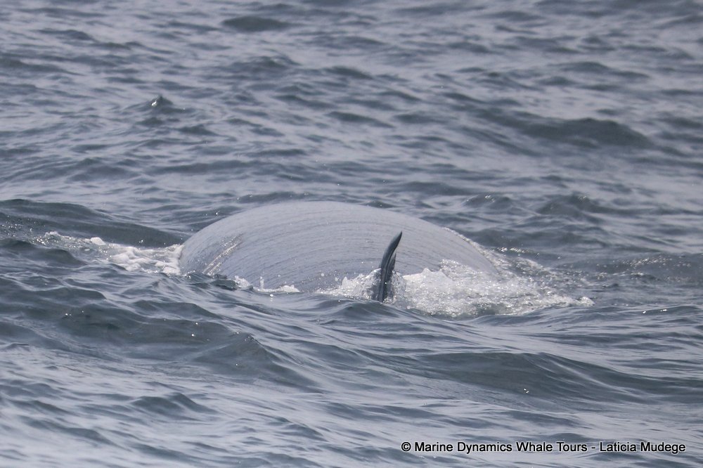 bryde's whale, whale watching, gansbaai, south africa,