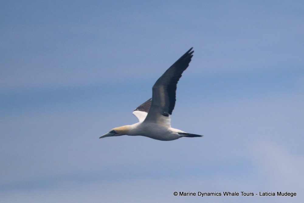 gannets, ,whale watching, gansbaai, south africa