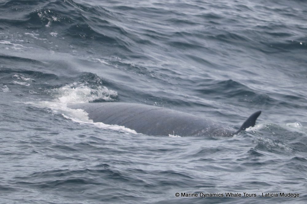 Brydes Whale, whale watching, gansbaai, south africa