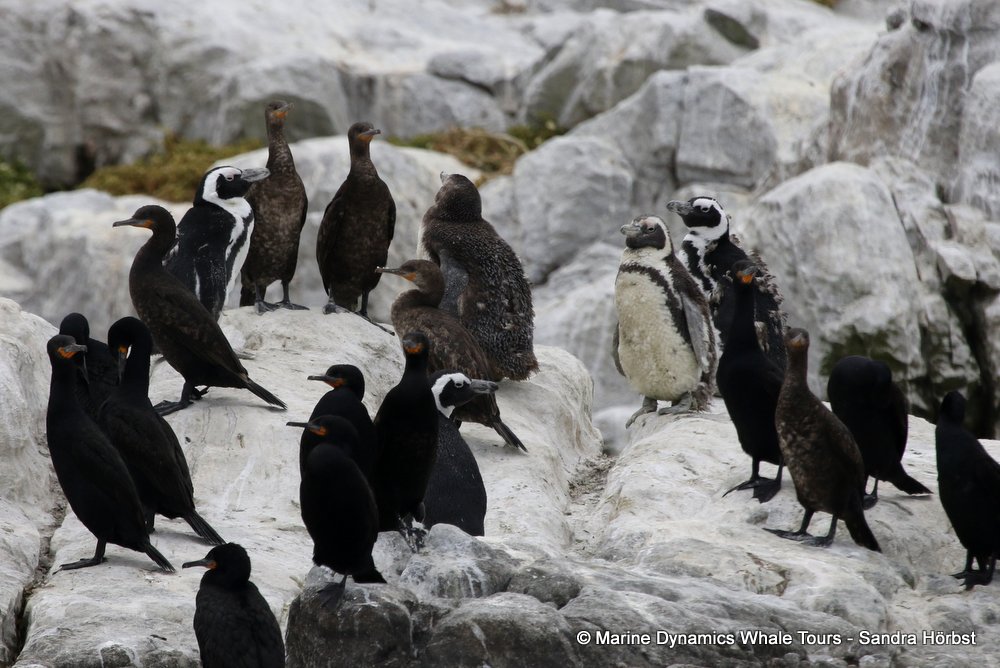 penguins, whale watching, gansbaai, south africa,