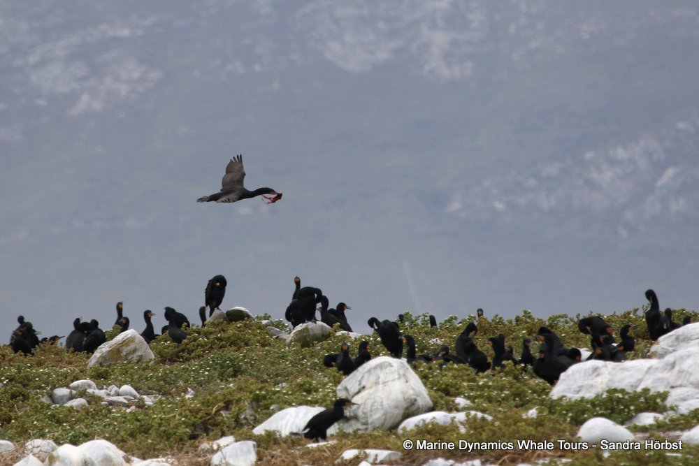 cormorant, whale watching, gansbaai, south africa,