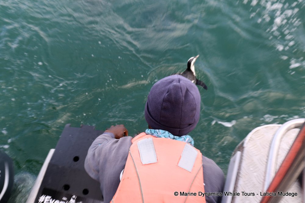african penguin, whale watching, gansbaai, south africa