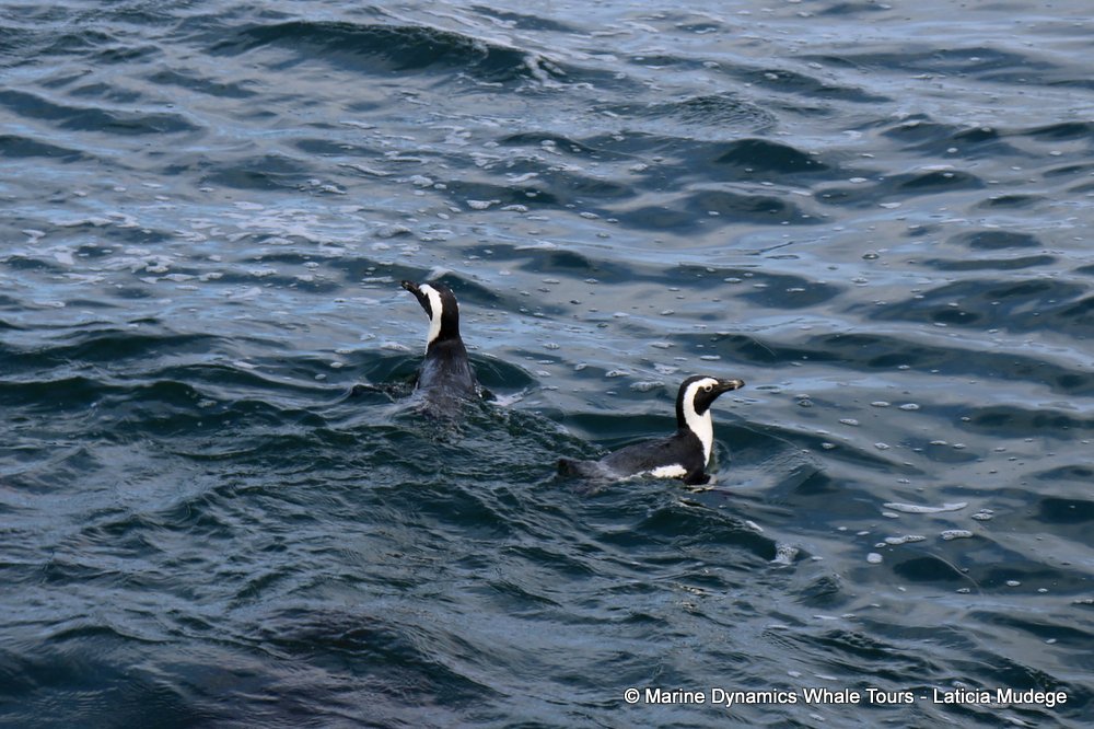 african penguin, whale watching, gansbaai, south africa