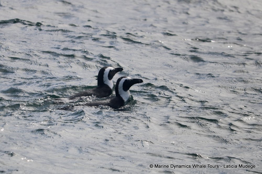 african penguin, whale watching, gansbaai, south africa