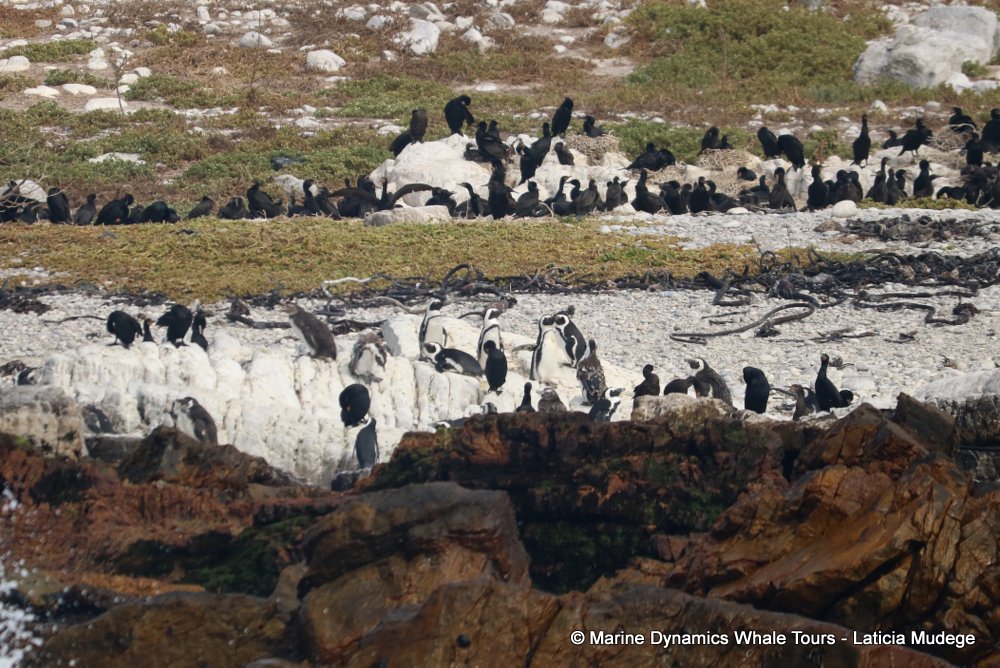 african penguin, whale watching, gansbaai, south africa