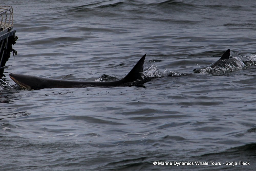 bronze whaler shark, whale watching, gansbaai, south africa,