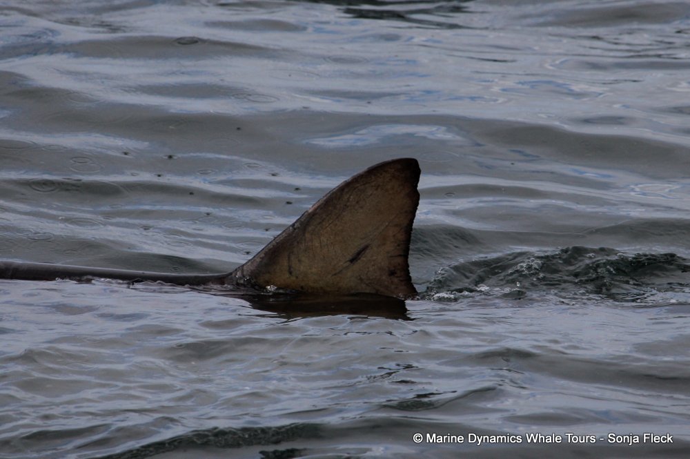 bronze whaler shark, whale watching, gansbaai, south africa,