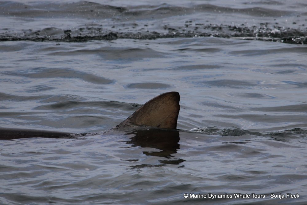 bronze whaler shark, whale watching, gansbaai, south africa,