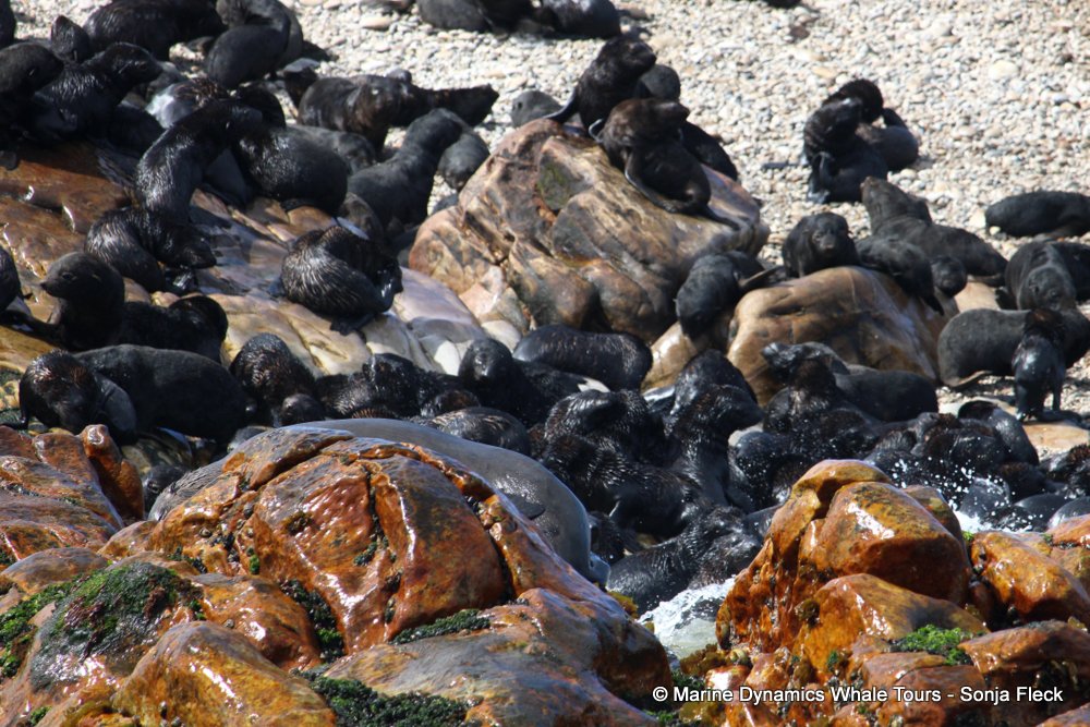 cape fur seal, whale watching, gansbaai, south africa