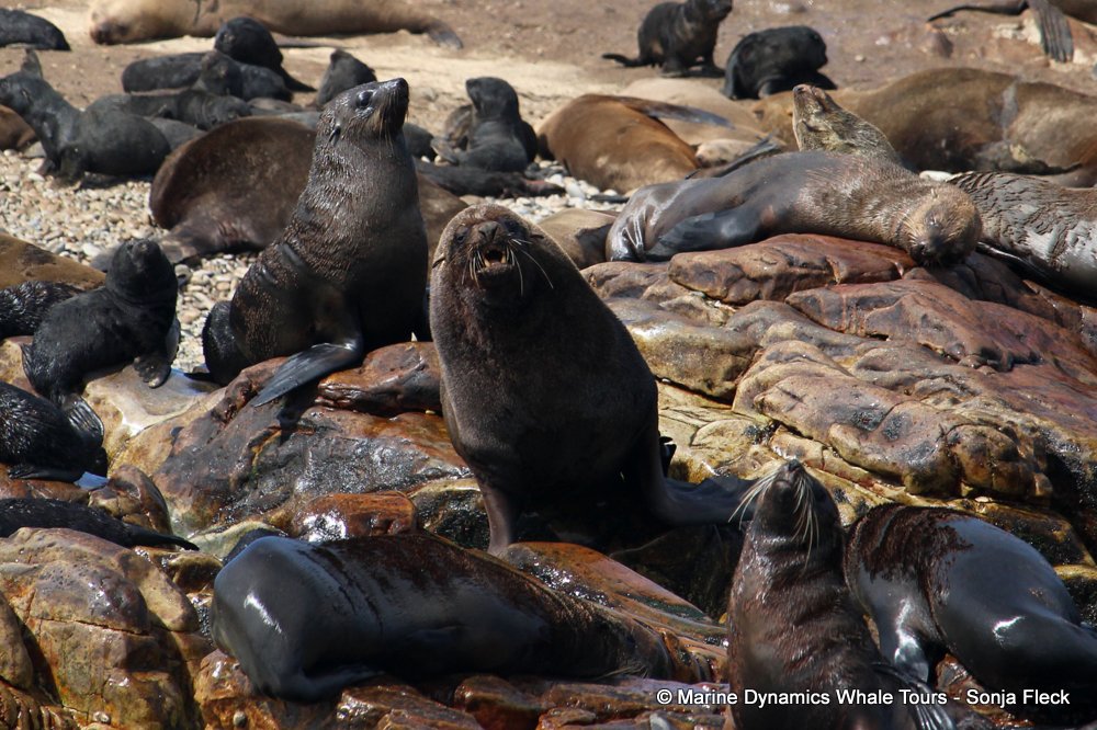 cape fur seal, whale watching, gansbaai, south africa