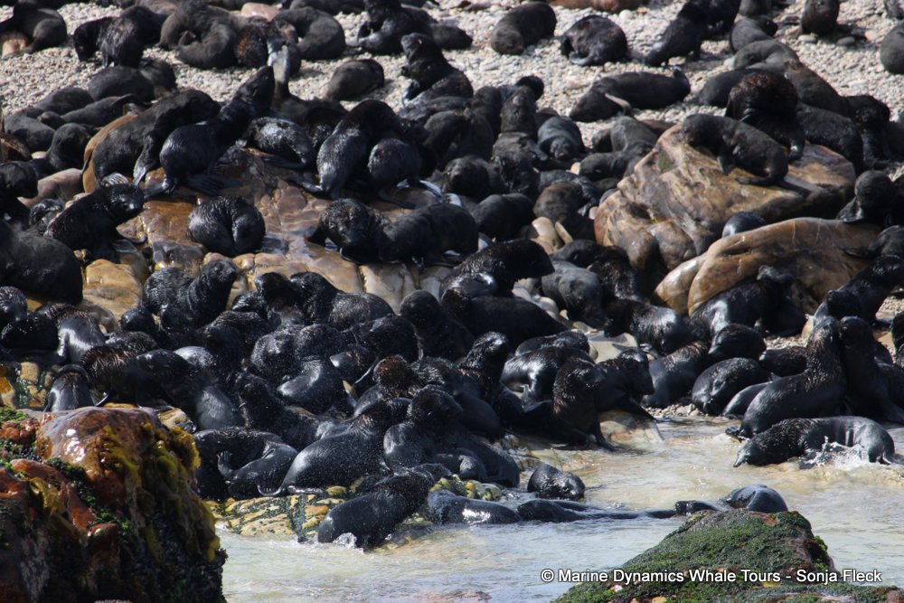 cape fur seal, whale watching, gansbaai, south africa
