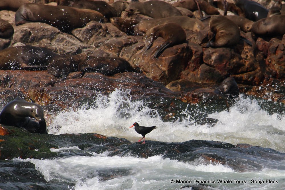 African Oystercatcher, whale watching, gansbaai, south africa,
