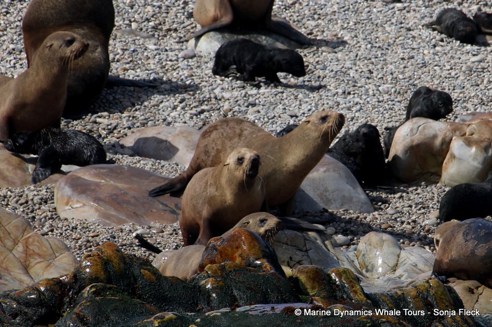cape fur seal, whale watching, gansbaai, south africa