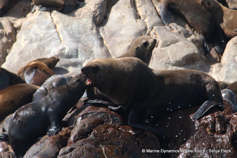 cape fur seal, whale watching, gansbaai, south africa
