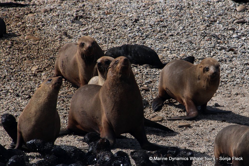 cape fur seal, whale watching, gansbaai, south africa