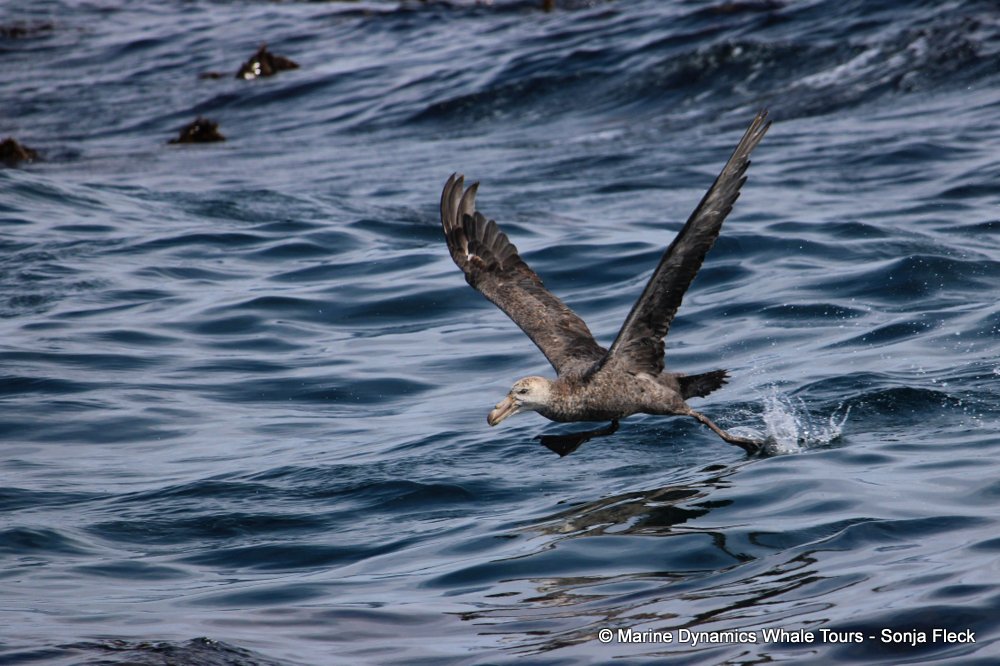 Marine Big 5 Daily Blog 24 December