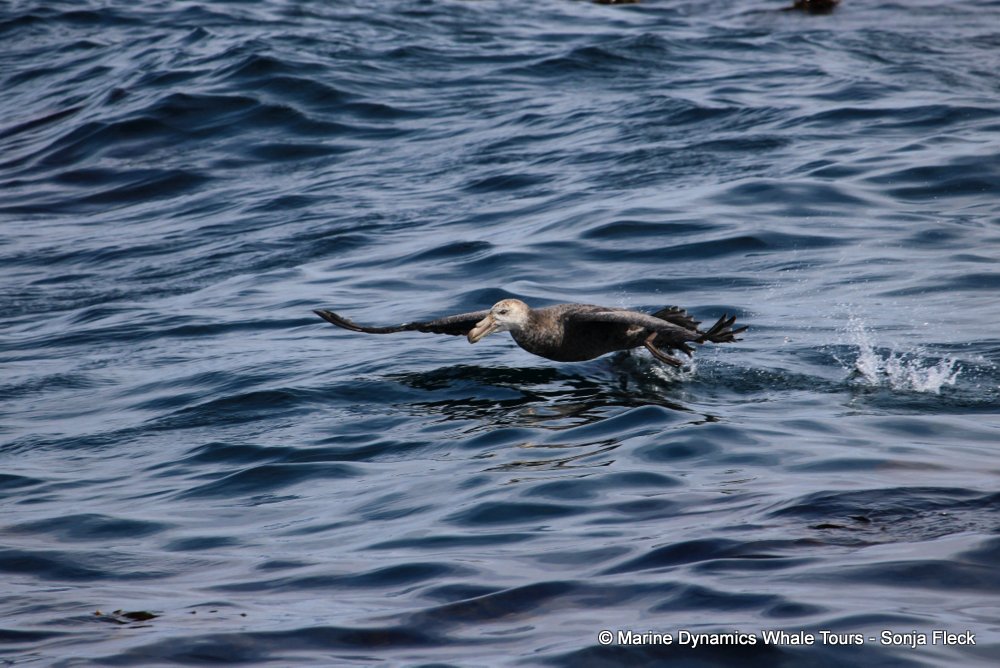 Giant Petrel, whale watching, gansbaai, south africa,