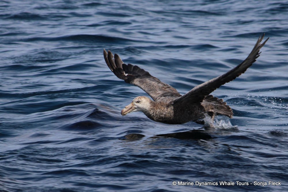 Giant Petrel, whale watching, gansbaai, south africa,