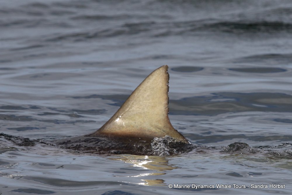 bronze whaler shark, whale watching, gansbaai, south africa,