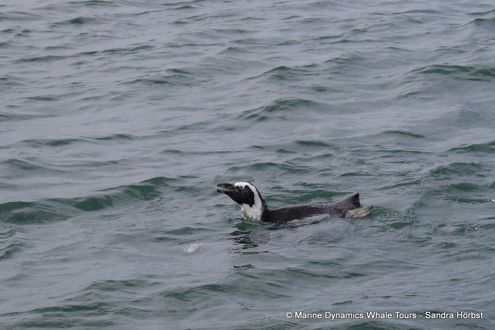 penguins, whale watching, gansbaai, south africa,
