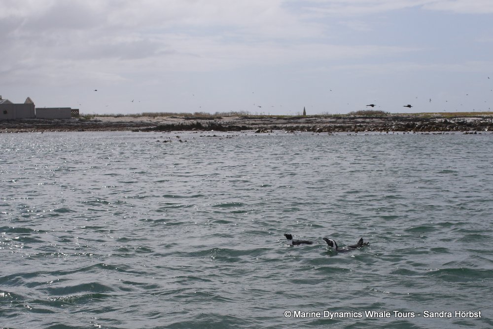 penguins, whale watching, gansbaai, south africa,