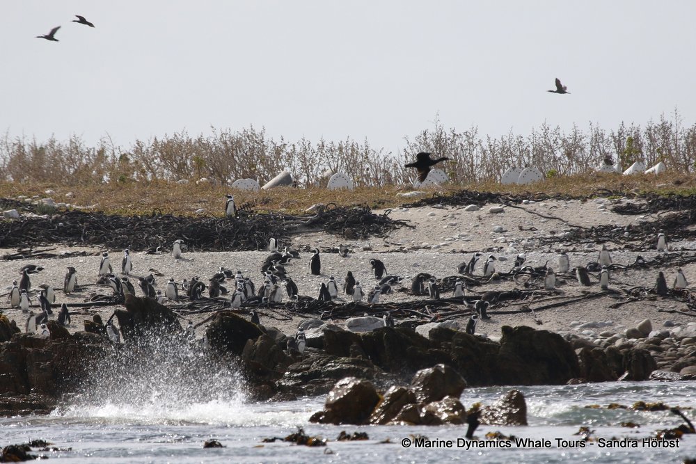 dyer island, whale watching, gansbaai, south africa,