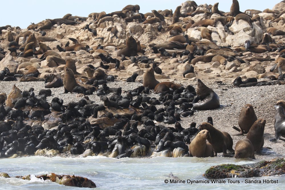 cape fur seal, whale watching, gansbaai, south africa