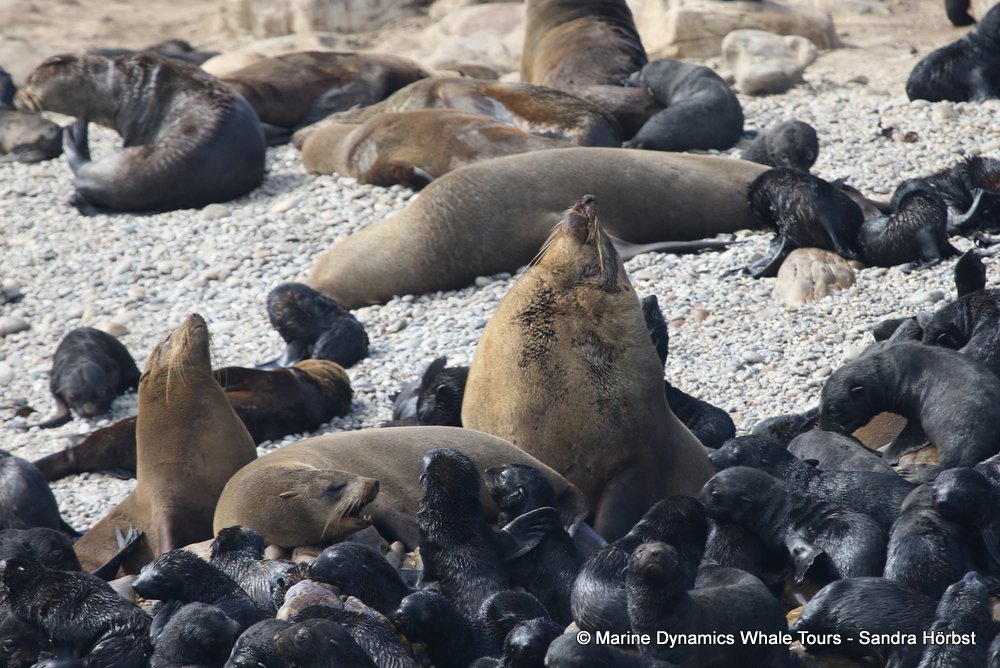 cape fur seal, whale watching, gansbaai, south africa