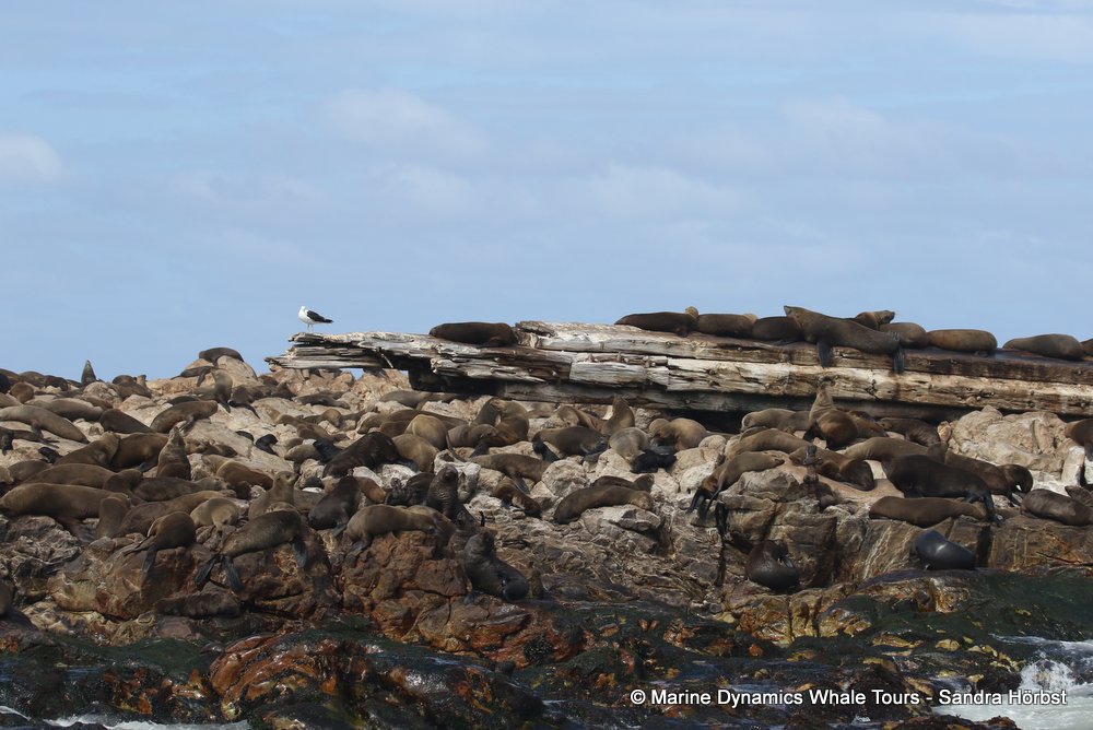 cape fur seal, whale watching, gansbaai, south africa