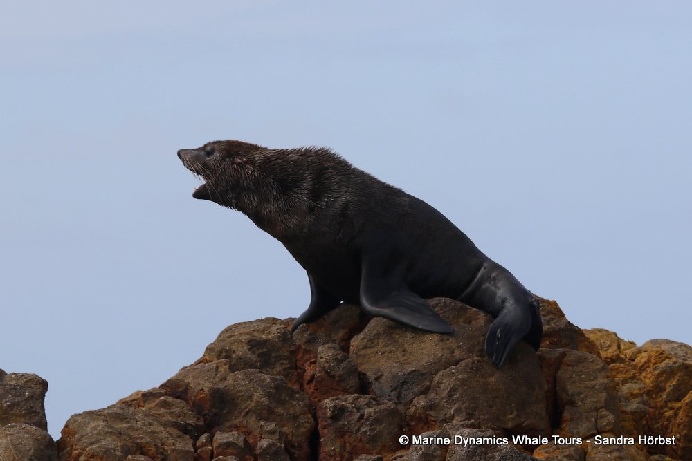 cape fur seal, whale watching, gansbaai, south africa