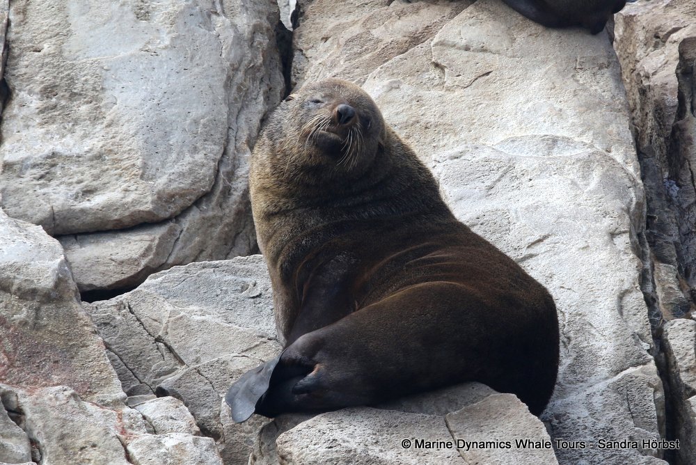 cape fur seal, whale watching, gansbaai, south africa
