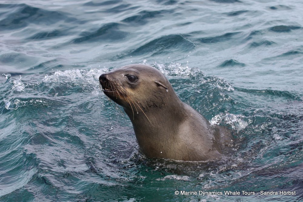cape fur seal, whale watching, gansbaai, south africa