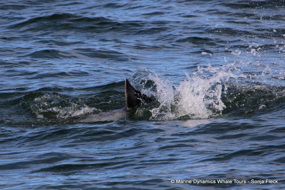 humpback dolphin, whale watching, gansbaai, south africa