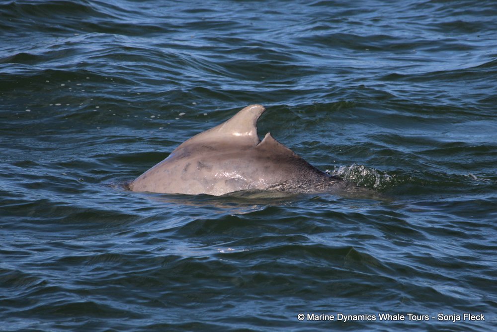 humpback dolphin , whale watching, gansbaai, south africa