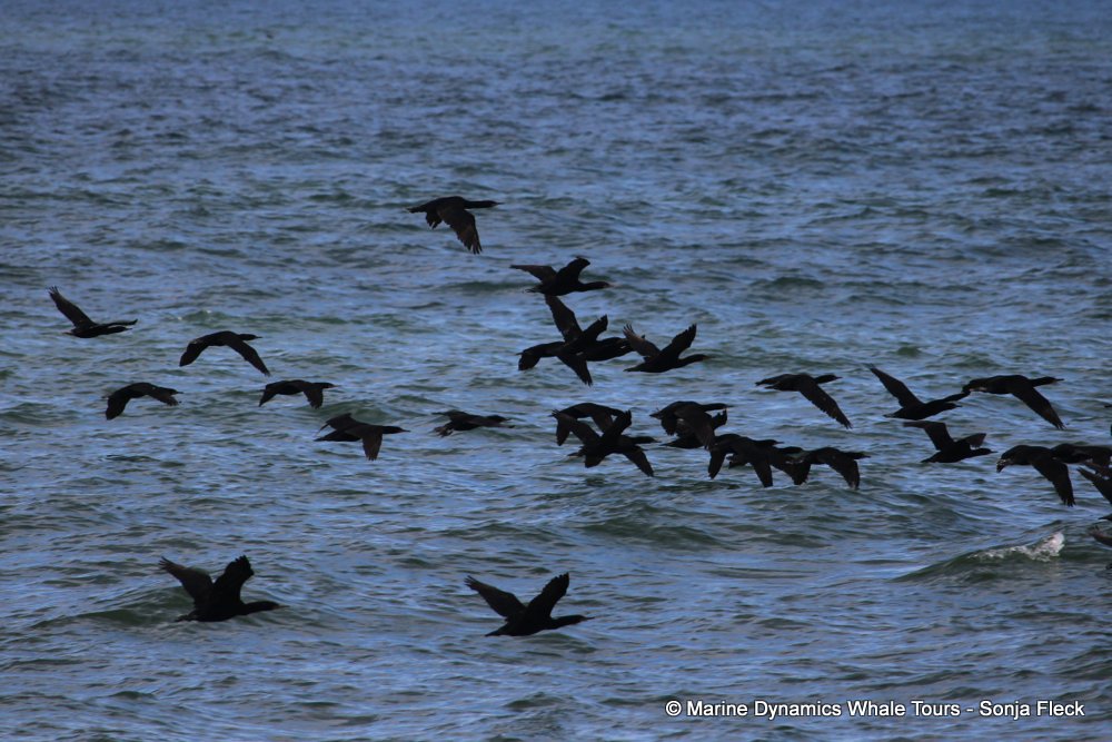 cape cormorants, whale watching, gansbaai, south africa